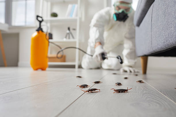 Commercial Rodent Management in Whittier